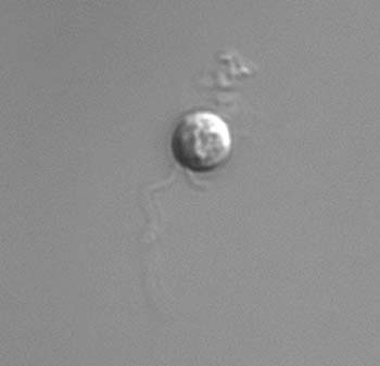 mc71chyrsophyte