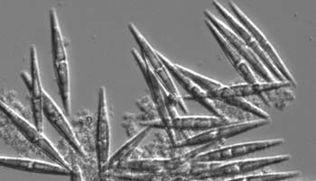 z2111pennatediatoms