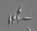  sl102diatom