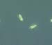 chlamydomonas