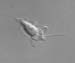 choanoflagellate