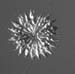 diatom