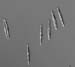 i146diatom