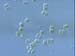 i76Diatom