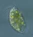 i99ciliate