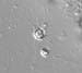 mc51chrysophyte