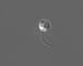phaeocystis