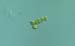 sl1494diatom