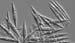 z2111pennatediatoms