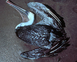 Dead Pelican due to Diatom Bloom