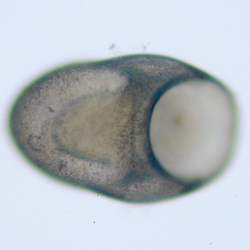 Eulepetopsis vitrea - aperture view