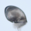 Unknown peltospirid 210&micro;m