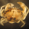 Bythograea megalopa