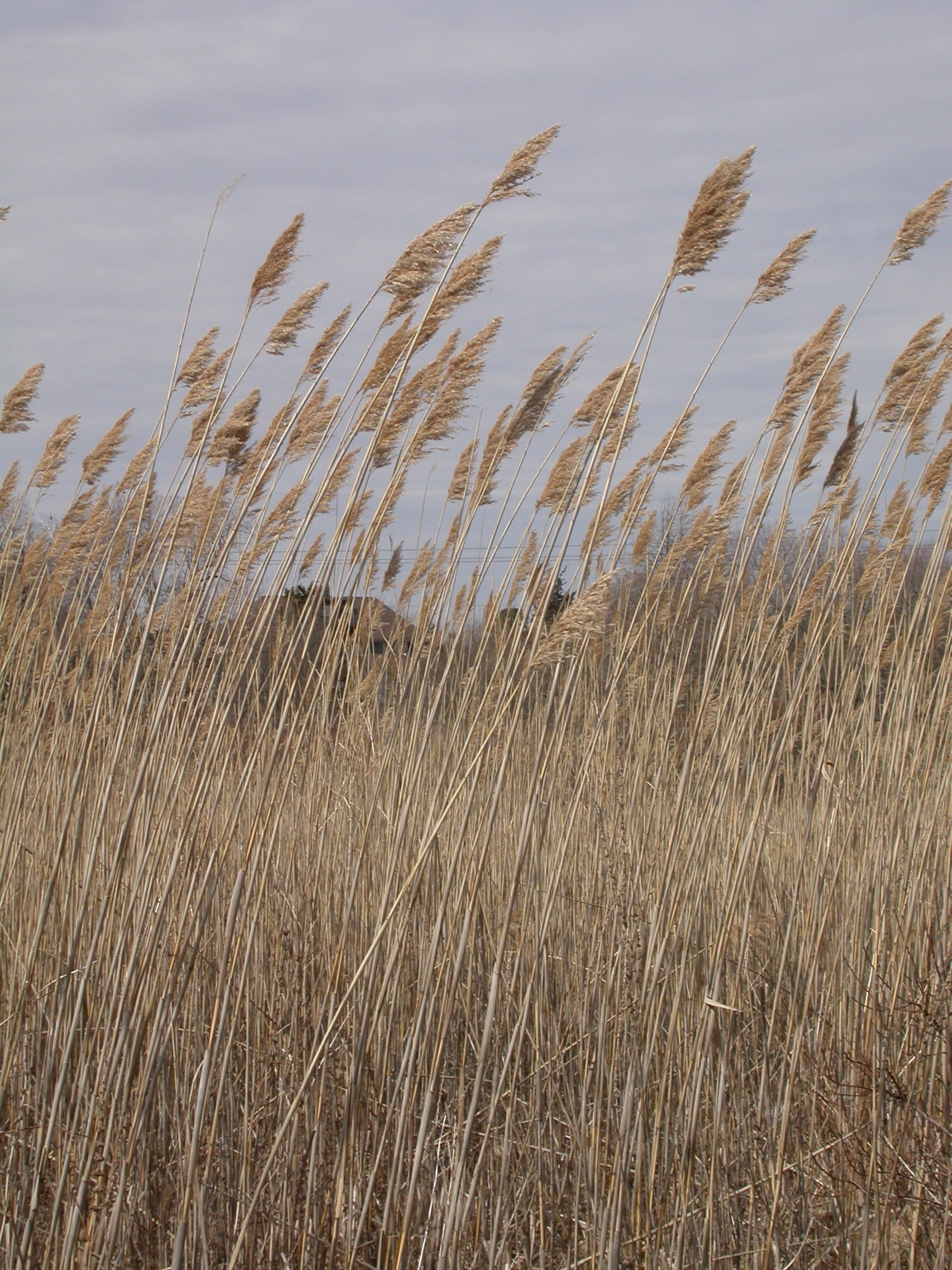 salt pond grasses in winter