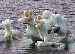 Mother polar bear and cub on interesting ice sculpture carved by waves.