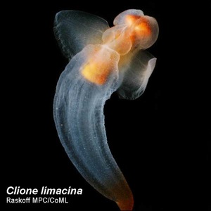 Clione