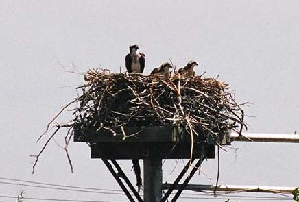 osprey on nest