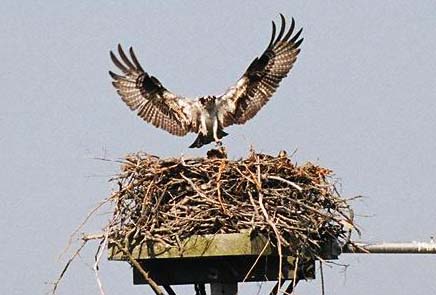 osprey on nest