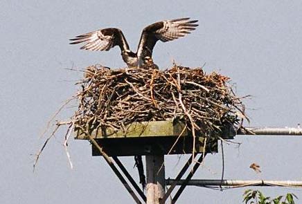 osprey on nest