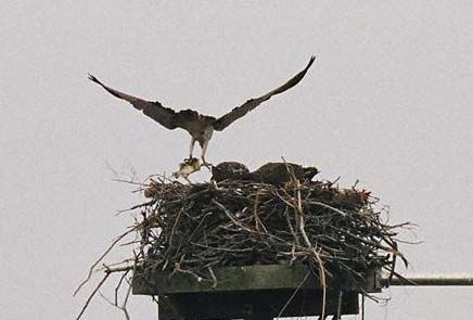 osprey with fish