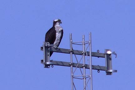 osprey on tower