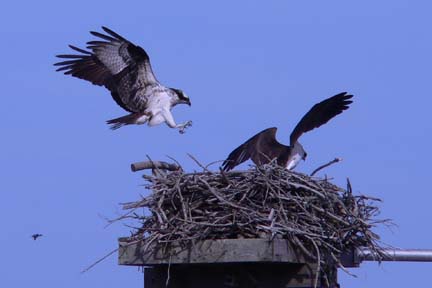 osprey landing