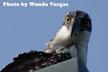 osprey