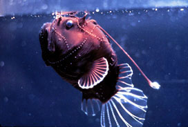 mesopelagic