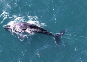 whale entangled upin fishing gear