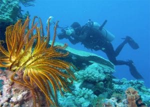 Shallow water diving