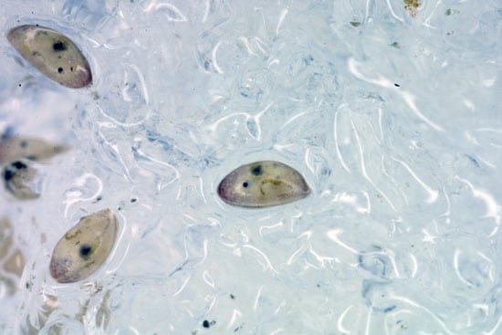 WHOI researchers found these barnacle larvae, called cyprids, frozen into ice in January on the shores of Buzzards Bay, Mass.