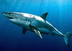 The Ocean's Hidden Predator