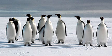 Emperor penguins