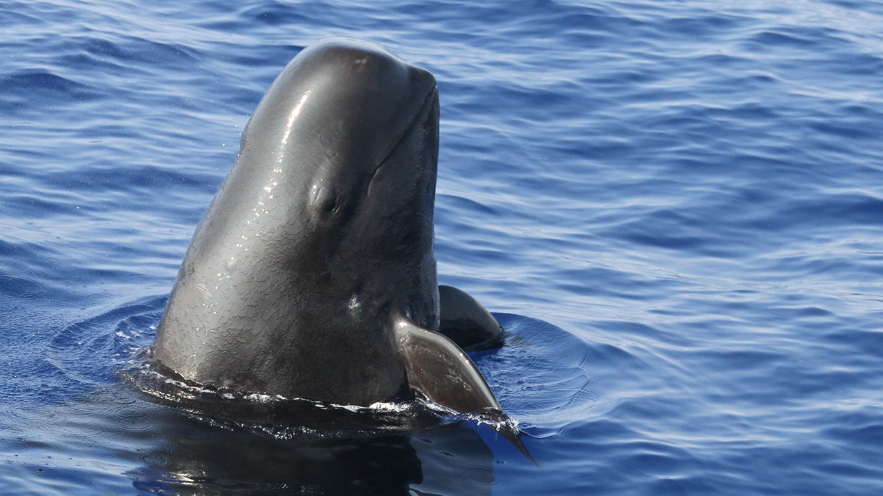 Pilot whale
