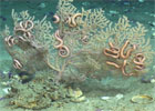 Deep-water coral