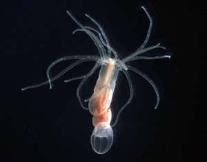 This half-inch starlet anemone, Nematostella, lives in salt marshes, adapts to a wide range of environmental conditions, is easy to culture, and scientists have decoded all its genes.