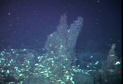 Sulfide structures, Galapagos Rift