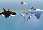 Antarctica Ecosystem