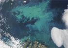 phytoplankton in the North Atlantic