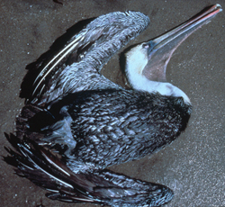 dead pelican