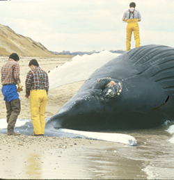 dead whale