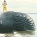 dead whale