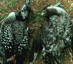 dead loons