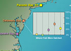 Returning to Their Natal Estuaries to Spawn