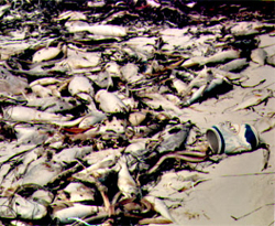 fish kill