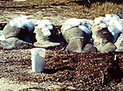 dead manatees