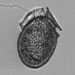 Dinophysis acuminata