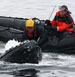 rescuers work to free an entangled humpback whale