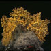 coral