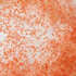krill closeup